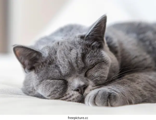 A gray cat is sleeping soundly on a white blanket