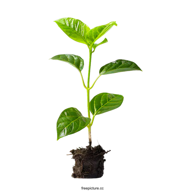 [Transparent Background PNG]Small plant in a small pile of soil against a white background