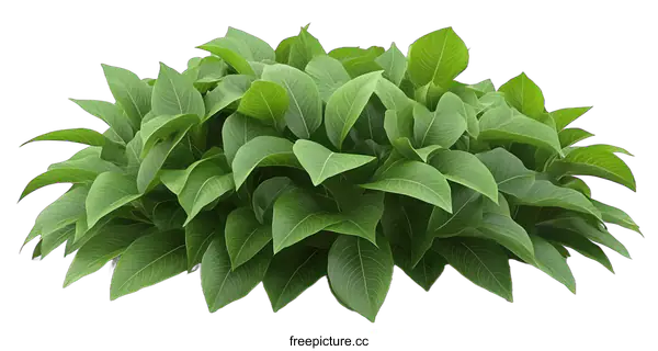 [Transparent Background PNG]Green Bush Isolated on White Background