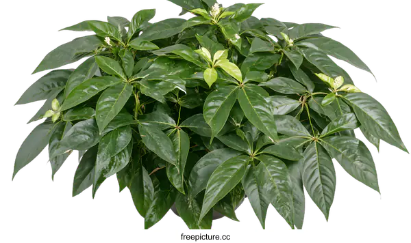 [Transparent Background PNG]Green Leaved Plant With White Flowers In A Pot