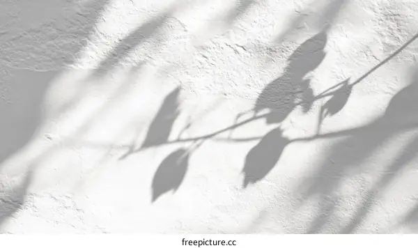 Shadow of Leaves on White Wall Background