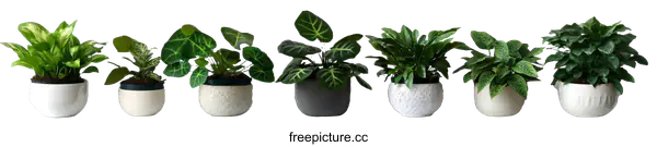 [Transparent Background PNG]Indoor Plants in Decorative Pots