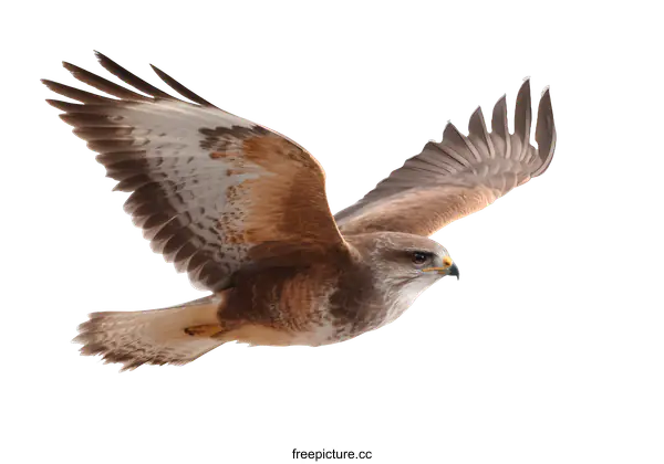 [Transparent Background PNG]A Stunning Buteo Buteo in Flight
