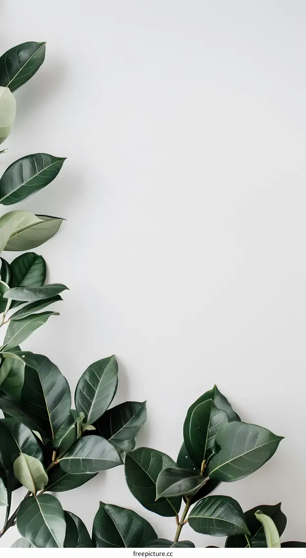 Green Leaves on White Background