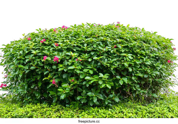 [Transparent Background PNG]Green Bush with Pink Flowers Isolated on White Background