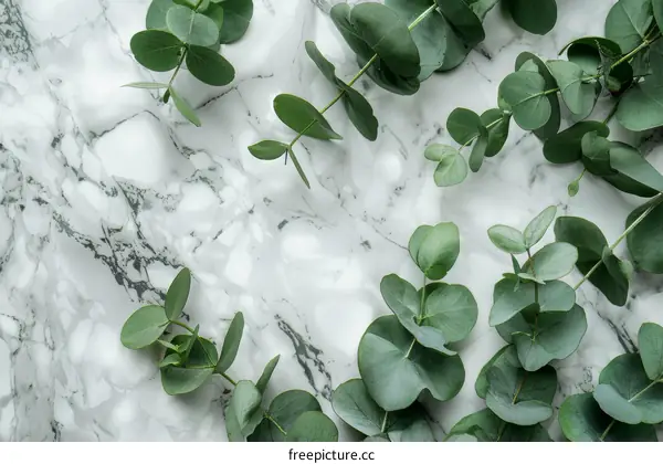 Close-up of eucalyptus leaves on marble background