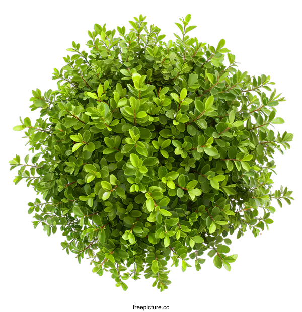 [Transparent Background PNG]Green Bush Top View Isolated on White Background