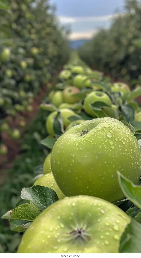 Close-up of a granny smith apple in an orchard with a row of apple trees in the background