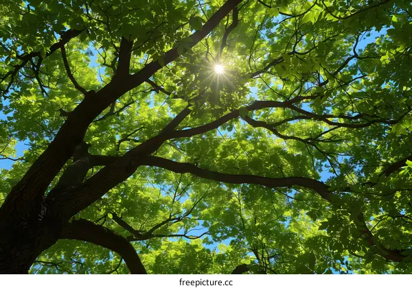Sunlight through the Leaves of Trees