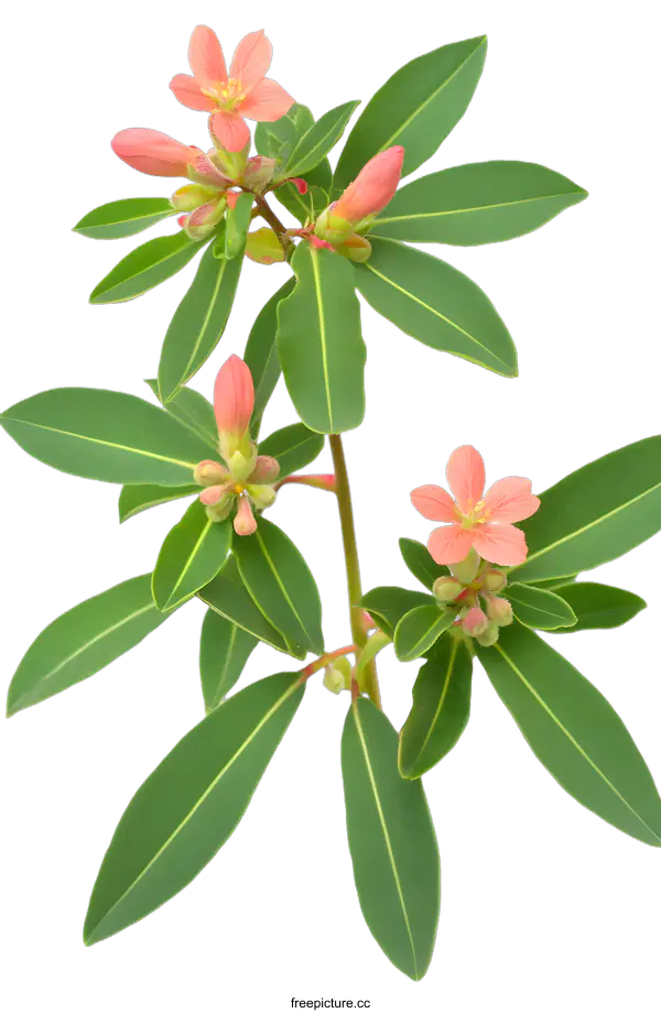 [Transparent Background PNG]Pink Flowers and Green Leaves on White Background
