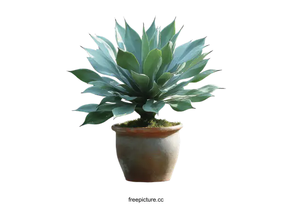 [Transparent Background PNG]A Beautiful Blue-leafed Agave in a Terracotta Pot