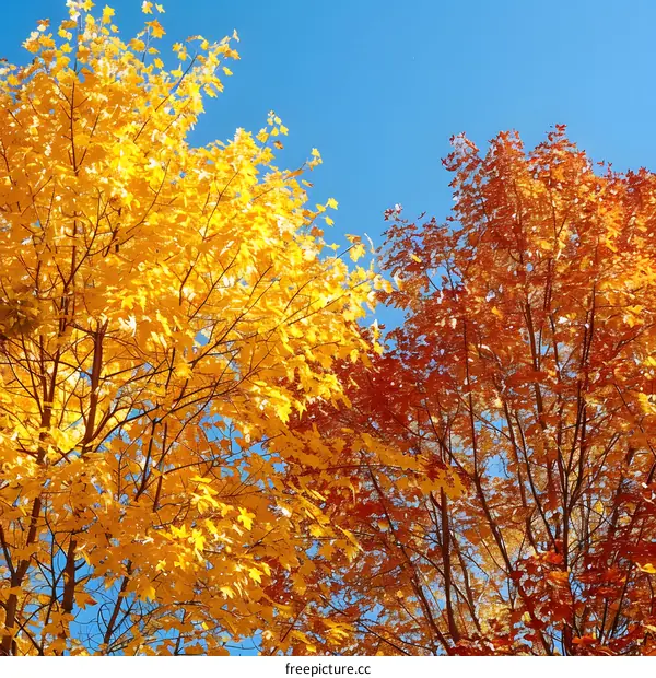 Autumn Leaves with Blue Sky