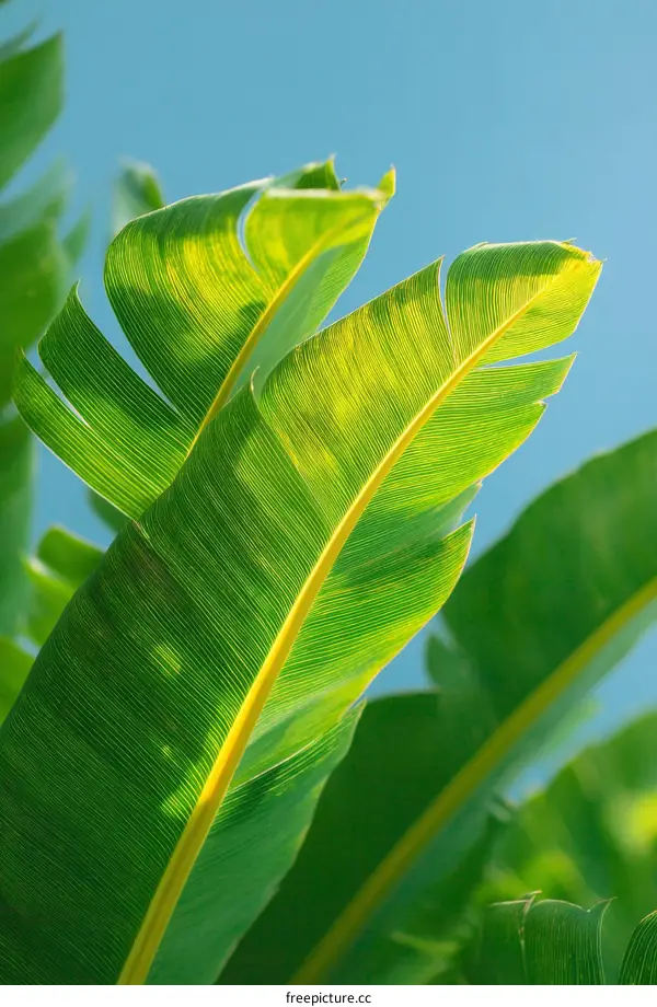 Vibrant Banana Leaves Against a Clear Sky