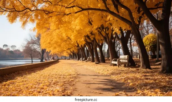 Fall foliage in a park