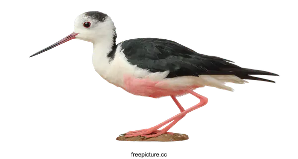 [Transparent Background PNG]Beautiful Black-winged Stilt Bird Profile