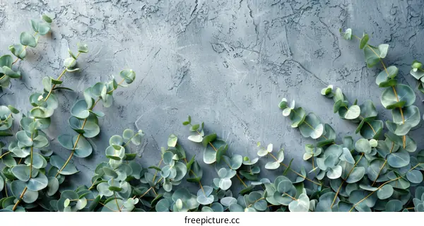 Close-up of eucalyptus leaves on a blue stone background