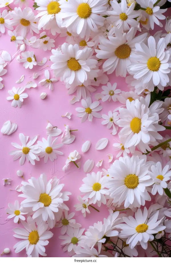 White daisies on a pink background