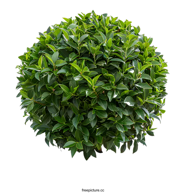 [Transparent Background PNG]Green Bush with White Background