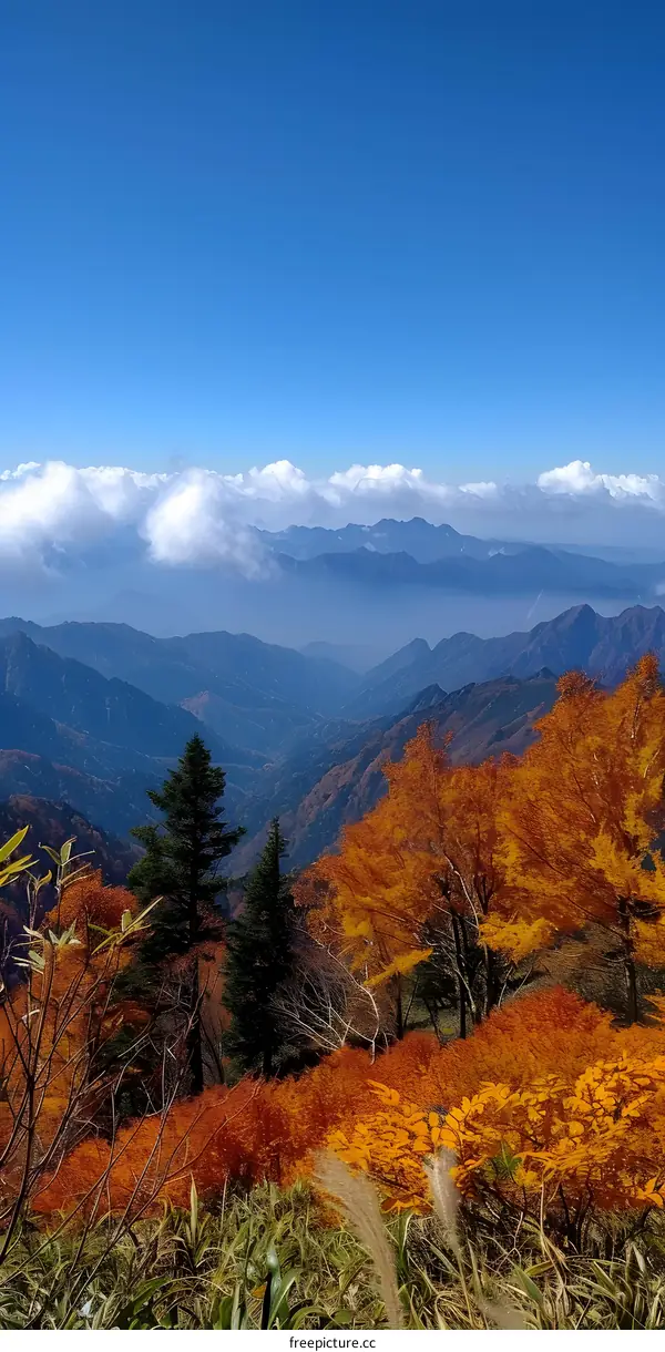 Colorful autumn leaves and blue sky in the mountains
