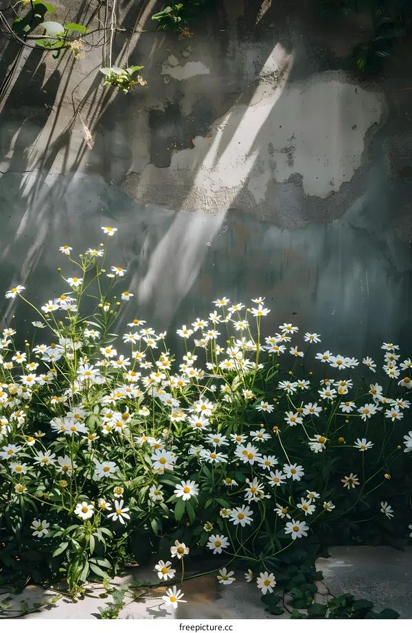 White Daisies Growing by a Concrete Wall