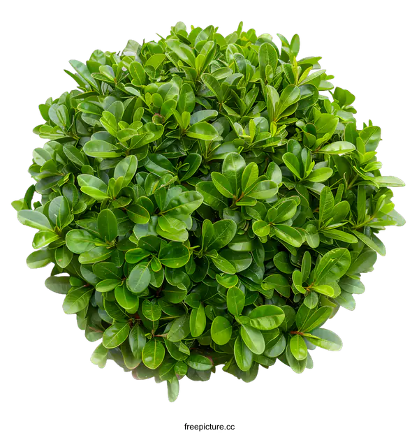 [Transparent Background PNG]Green Bush Isolated on White Background