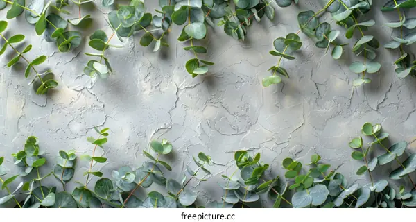 Eucalyptus Leaves on a Gray Background