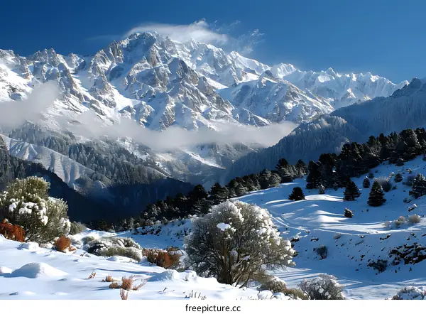 Snow-capped mountains and trees