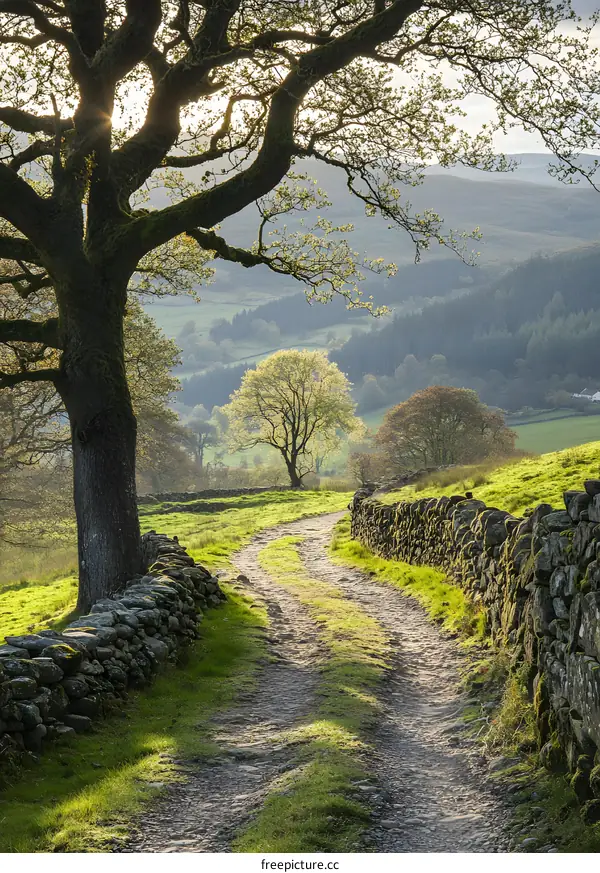 Countryside Winding Path Through Stone Wall Under Trees in Sunlight