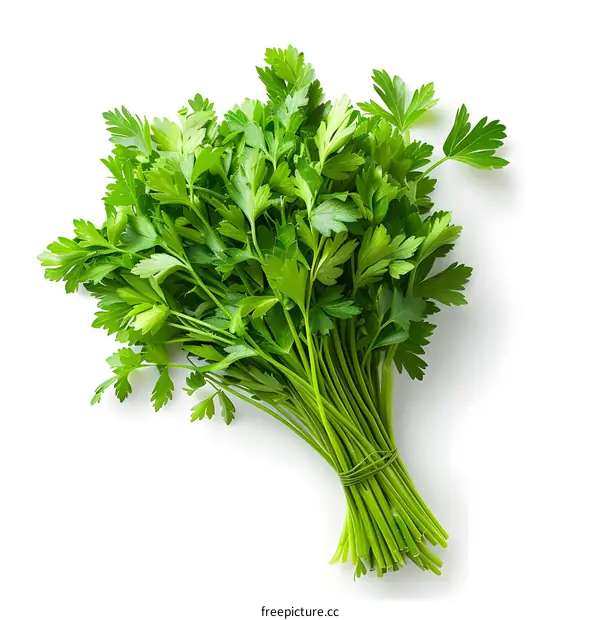 Fresh Parsley on White Background