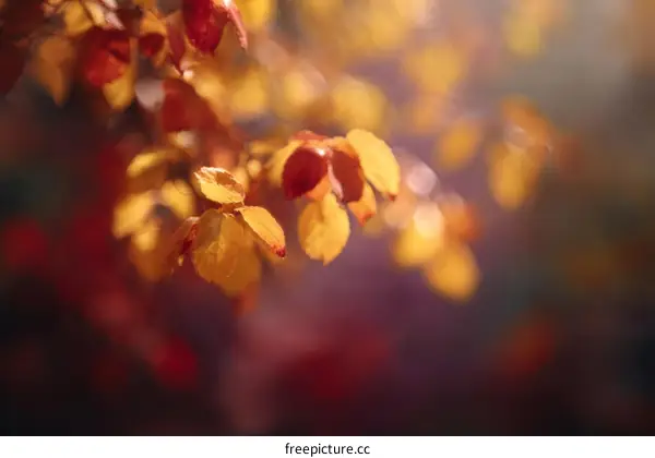 Autumn Leaves in Soft Focus