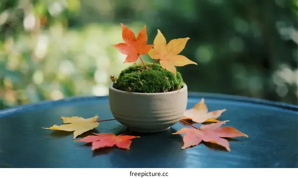 Autumn maple leaves and green moss in a small ceramic pot