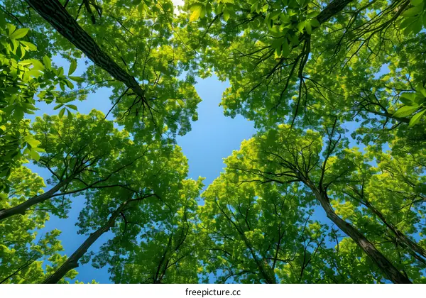 Looking up at the lush green leaves of a tree