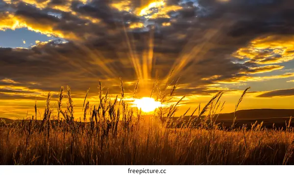 Golden Sunset Rays Through Tall Grass