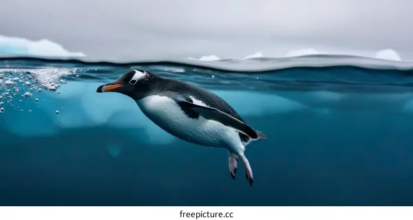 Gentoo Penguin Underwater in Antarctica