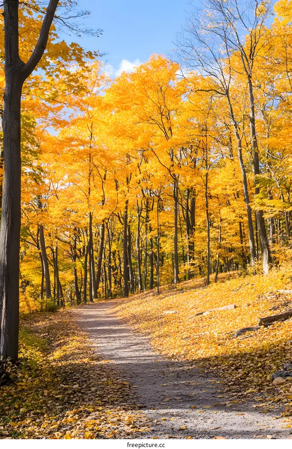 Autumn Path Through Golden Trees