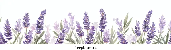 Watercolor Lavender Floral Border Design