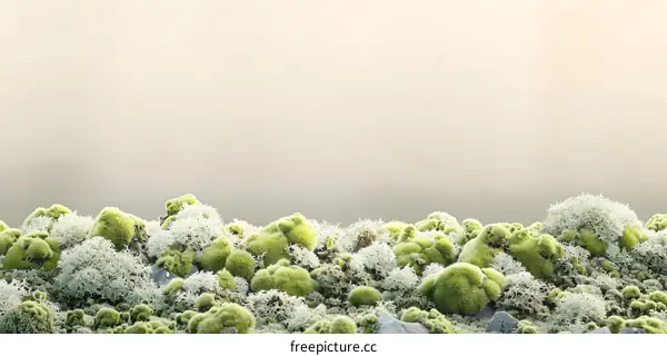 Green Moss on a Background of Soft Light