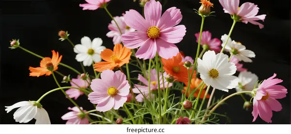 Colorful Cosmos Flowers Arranged in a Fresh Bouquet
