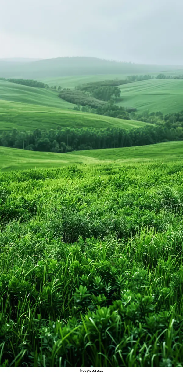 Green rolling hills landscape with long grass in the foreground