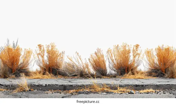 Dead bushes by the side of a road