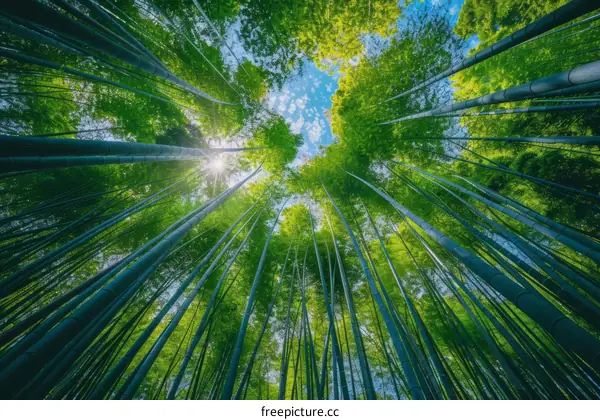 Looking up at the lush green bamboo forest with sunlight shining through the canopy