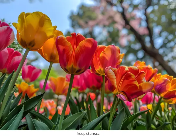 Colorful Tulips in a Garden