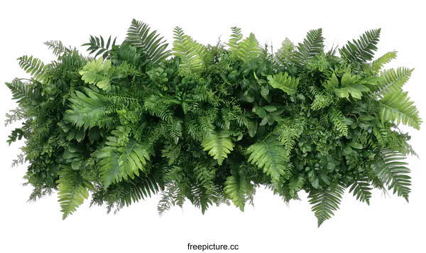 [Transparent Background PNG]Green Foliage Wall With Ferns And Lush Plants