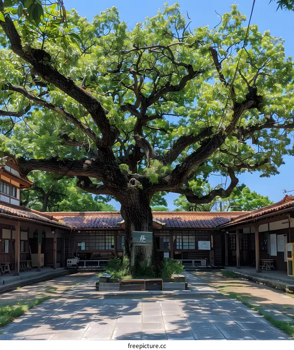 Courtyard of a traditional Japanese house with a large tree in the center