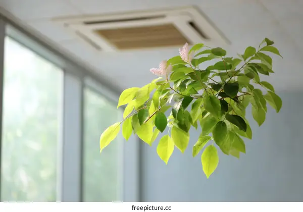 Indoor Plant with Fresh Green Leaves and Small Flowers
