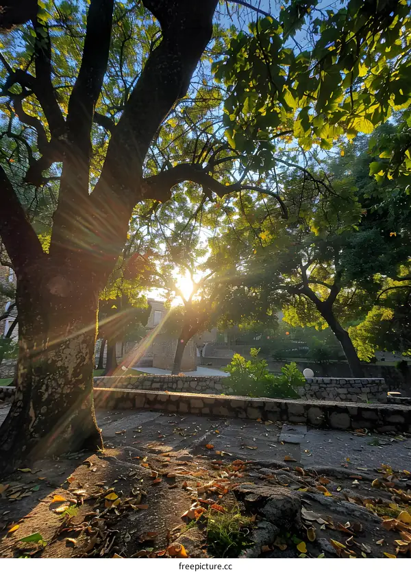 Sun Shining Through the Trees in a Park