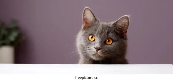 Gray Cat Peeking Over a White Surface