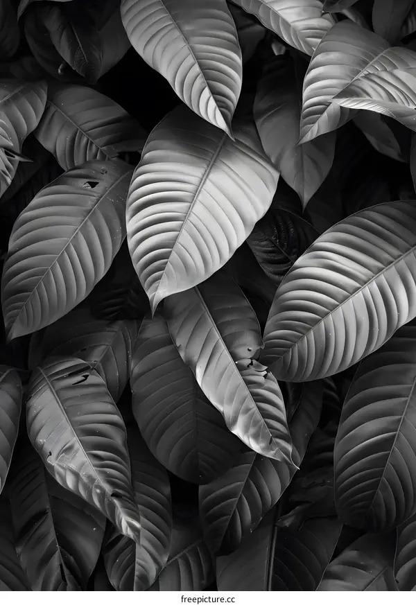 Black and White Tropical Leaf Texture Background