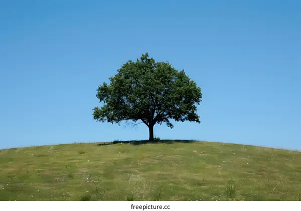 Lonely Tree on a Hill