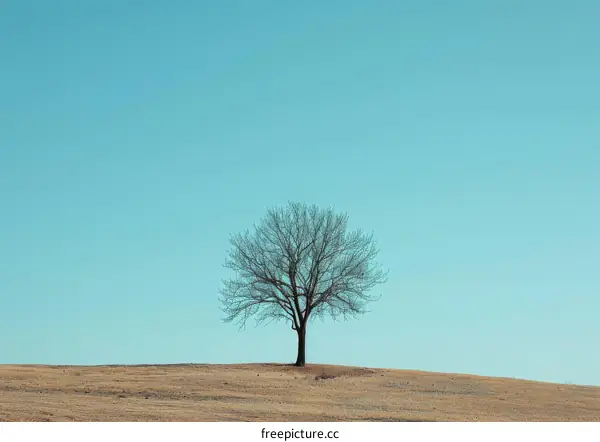 Solitude on the Hill: A Single Tree in a Vast Landscape